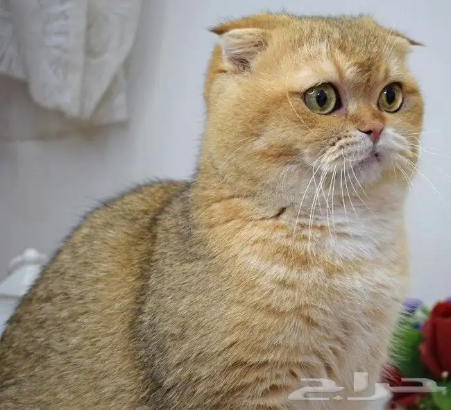 (( للتزاوج نقدا او بالاقساط )) قط سكوتش فولد by12 مسجل 1