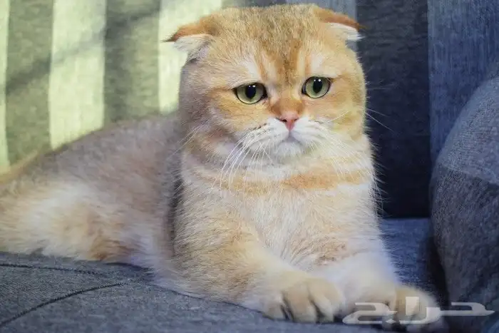 (( للتزاوج نقدا او بالاقساط )) قط سكوتش فولد by12 مسجل 3