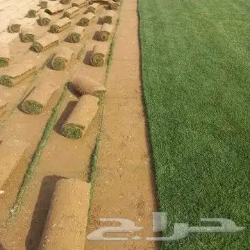 ثيل درجة أولى سي 2000 0