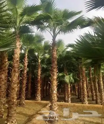 نخل وشنطني وزيتون معمر 0