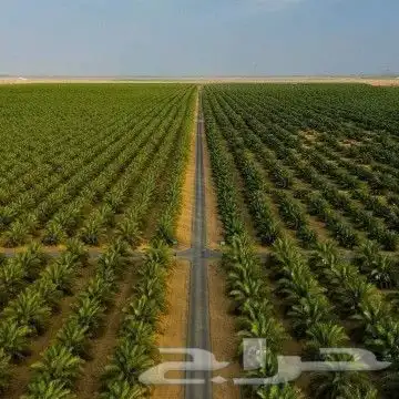 نخل وشنطني وزيتون معمر 10