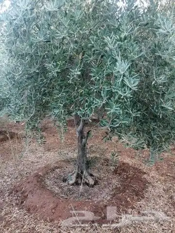 نخل وشنطني وزيتون معمر 11