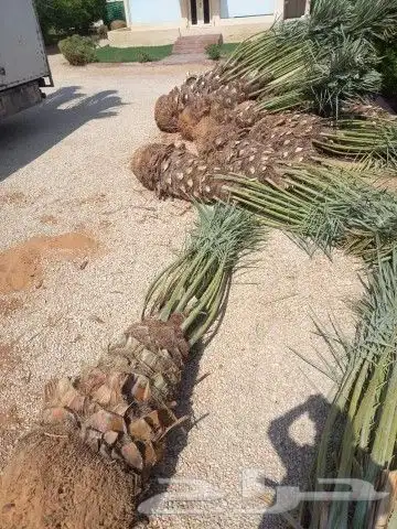 نخل وشنطني وزيتون معمر 9