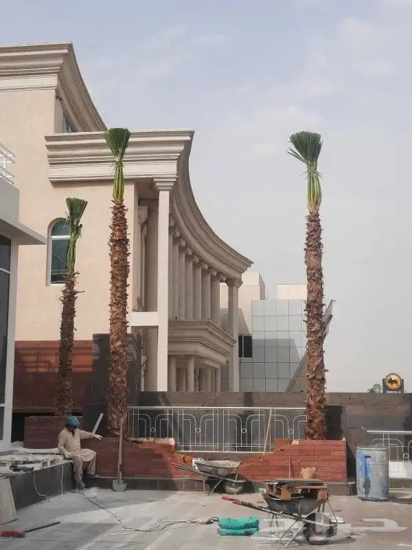 نخل واشنطني زبنه 0