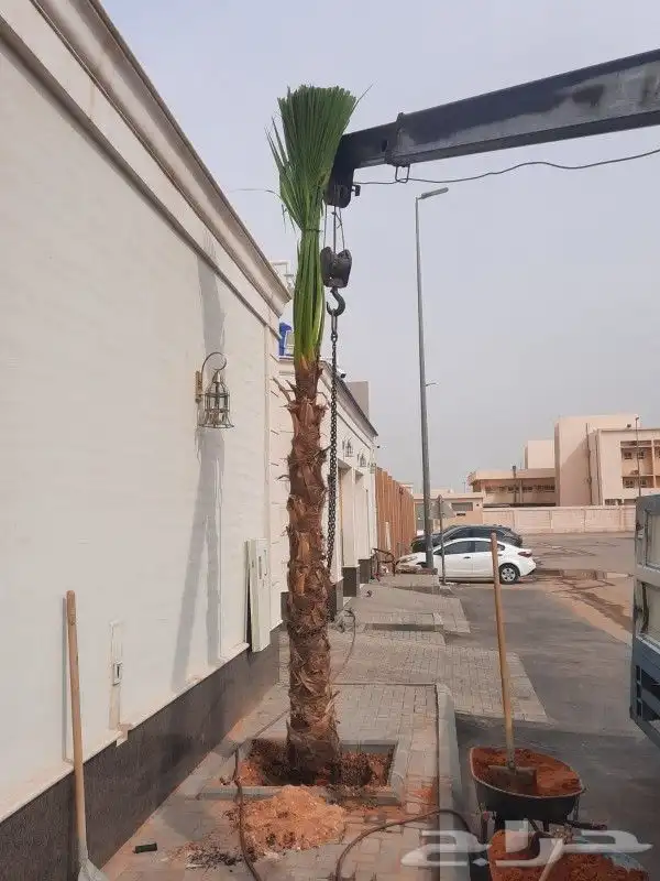 نخل واشنطني زبنه 2