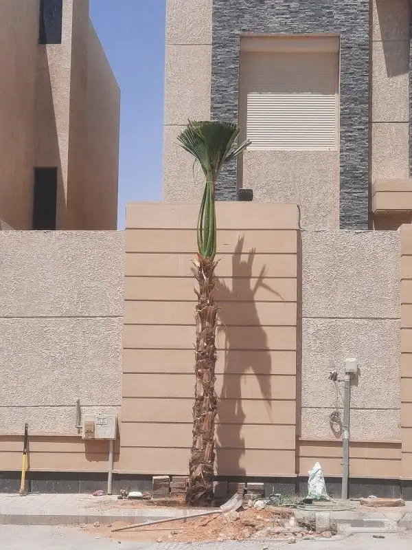 نخل واشنطني زبنه 1