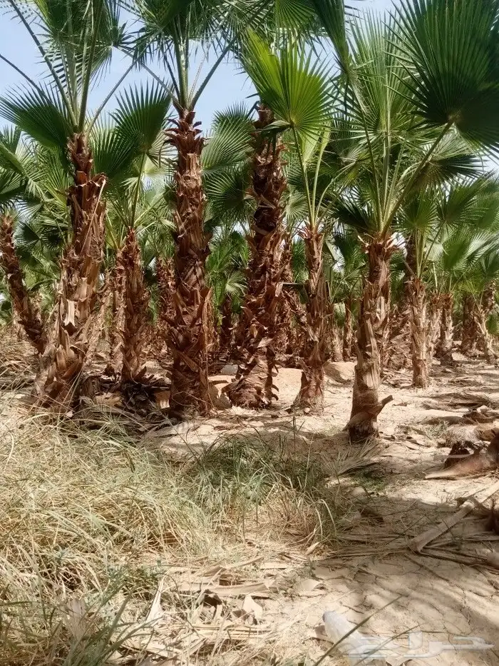 نخل وشنطني وزيتون معمر 6