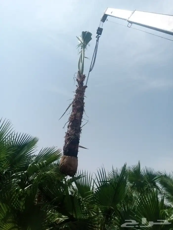 نخل وشنطني وزيتون معمر 1