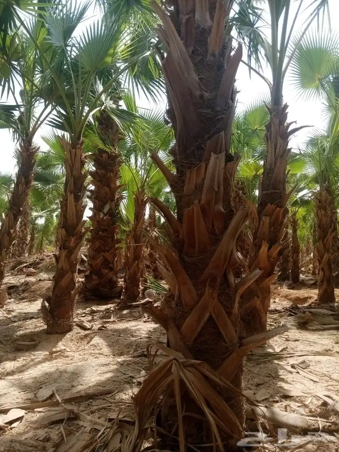 نخل وشنطني وزيتون معمر 5