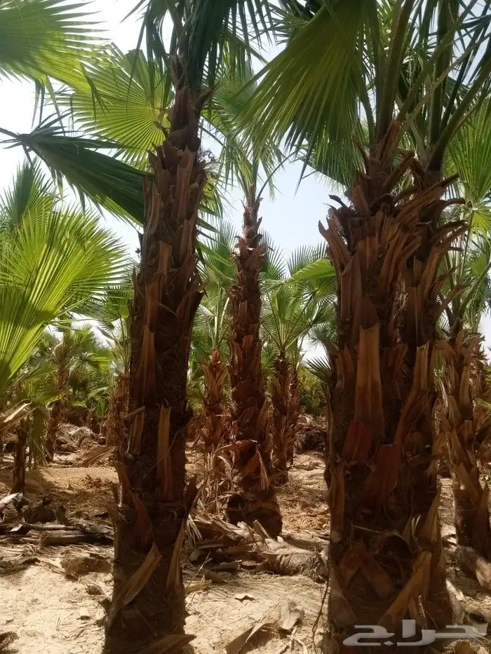 نخل وشنطني وزيتون معمر 3