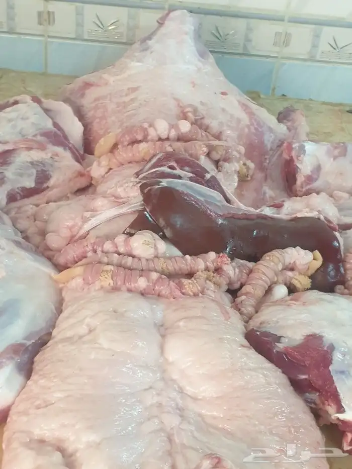 ذبايح من البر لبيتك حريات فاخره وسواكني 16