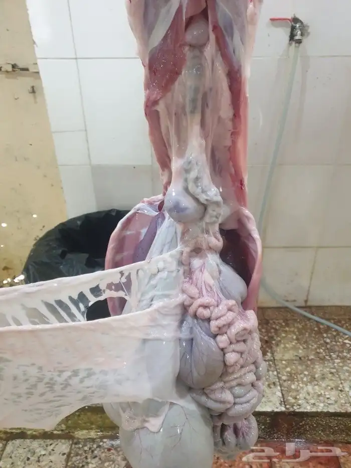 ذبايح من البر لبيتك حريات فاخره وسواكني 8