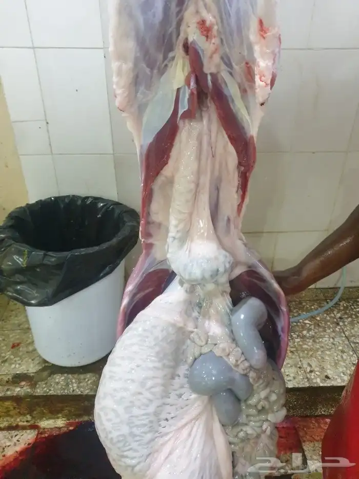 ذبايح من البر لبيتك حريات فاخره وسواكني 7