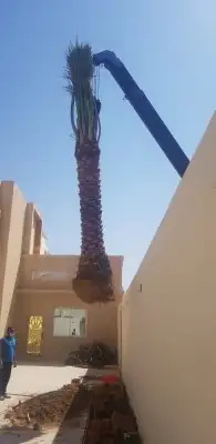 نخل عربي مثمر بمختلف المقاسات 26