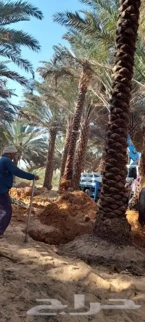 نخل عربي مثمر بمختلف المقاسات 14