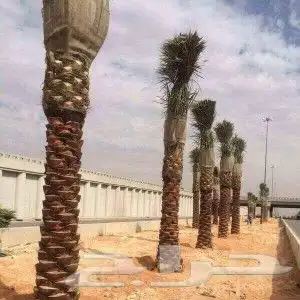 نخل عربي مثمر بمختلف المقاسات 10
