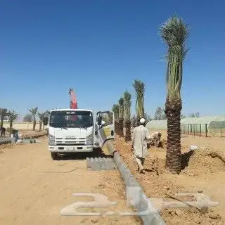 نخل عربي مثمر بمختلف المقاسات 12