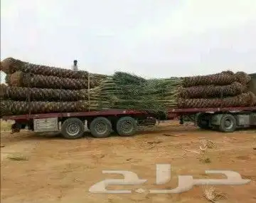 نخل عربي مثمر بمختلف المقاسات 30
