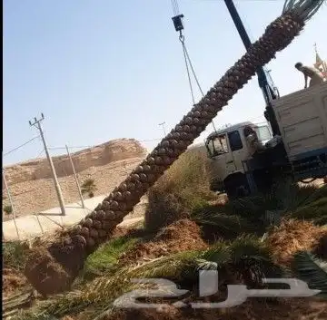 نخل عربي مثمر بمختلف المقاسات 27