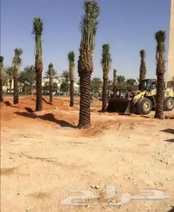 نخل عربي مثمر بمختلف المقاسات 8