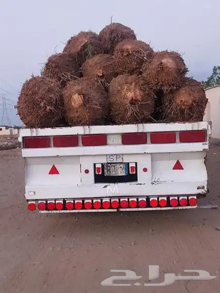نخل عربي مثمر بمختلف المقاسات 28