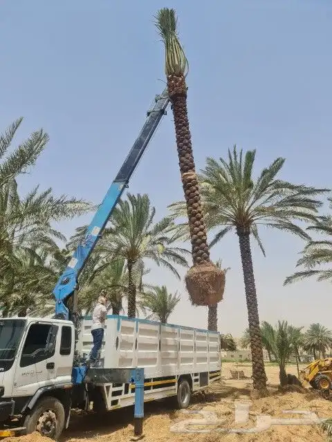 نخل عربي مثمر بمختلف المقاسات 17