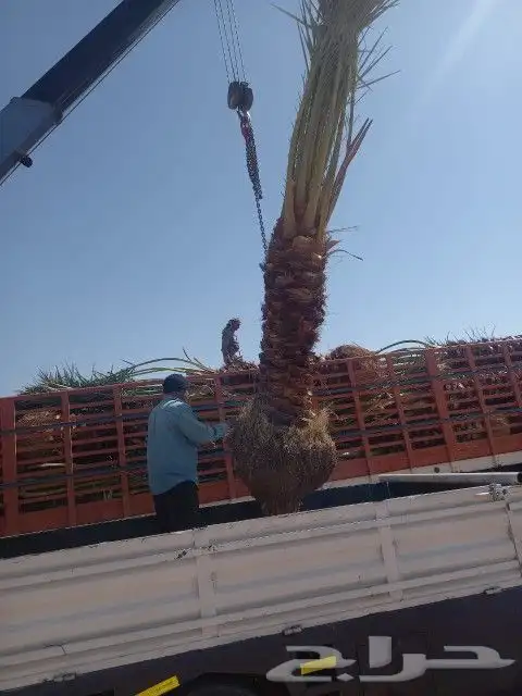 نخل عربي مثمر بمختلف المقاسات 1