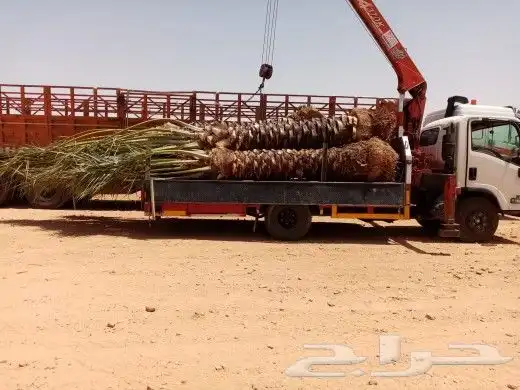 نخل عربي مثمر بمختلف المقاسات 9