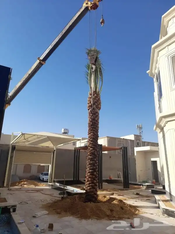 نخل عربي مثمر بمختلف المقاسات 22