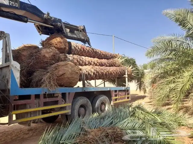 نخل عربي مثمر بمختلف المقاسات 16