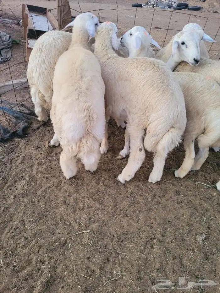 ذبايح طليان من البر حريات فاخره وسواكني 28