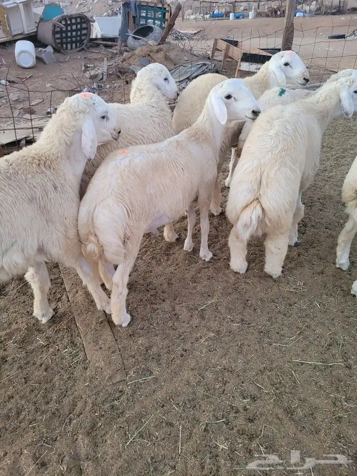 ذبايح طليان من البر حريات فاخره وسواكني 29