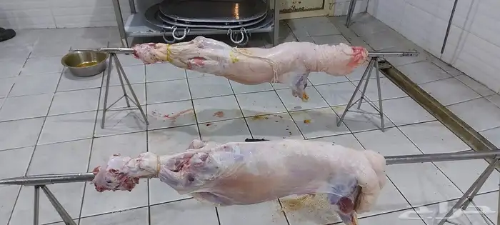 مطعم الخير يقدم خاروف مشوي كامل 10