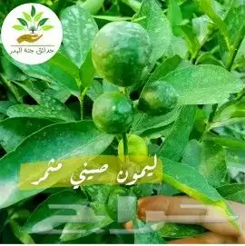 شتلات زراعية _زينه _ مثمرة_ عطرية _موسمية 30