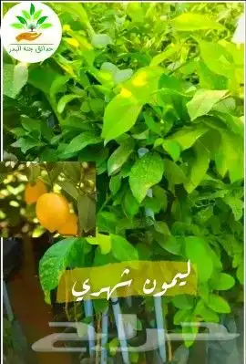 شتلات زراعية _زينه _ مثمرة_ عطرية _موسمية 29