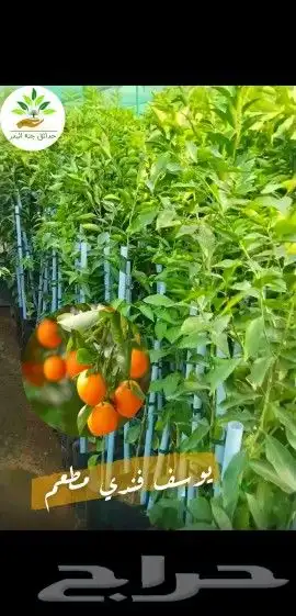 شتلات زراعية _زينه _ مثمرة_ عطرية _موسمية 32