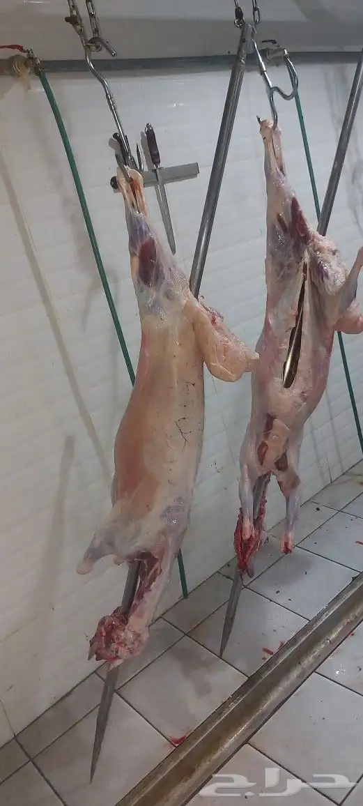 مطعم الخير يقدم خاروف مشوي كامل 14
