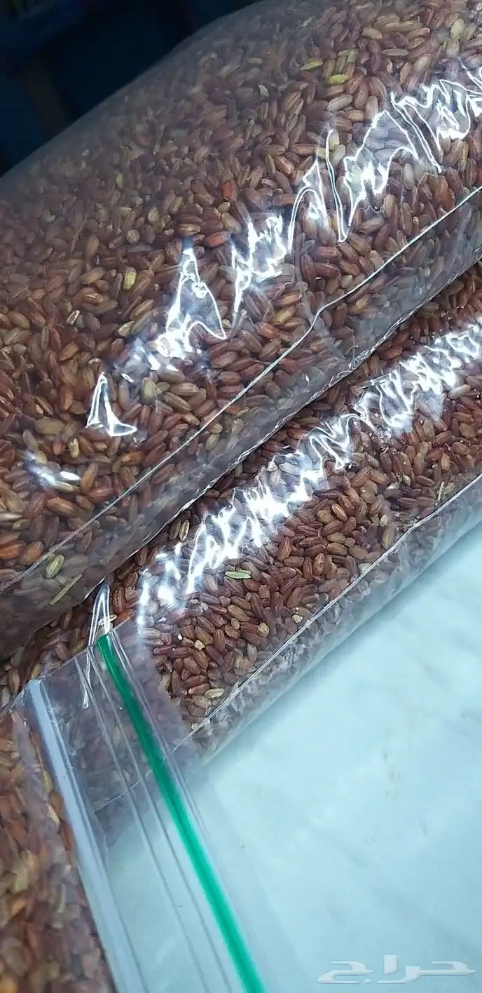 رز حساوي من مزارع محافظة الاحساء 14
