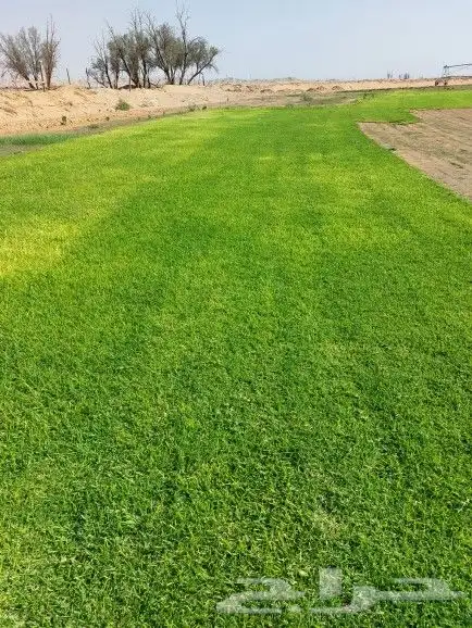 ثيل طبيعي الضل 3