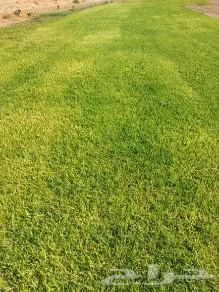 ثيل طبيعي الضل 1