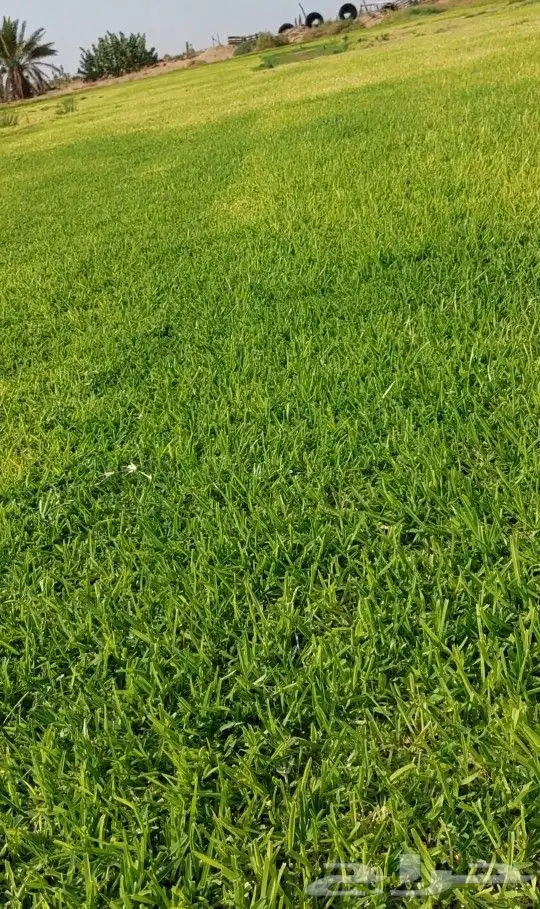 ثيل طبيعي الضل 5