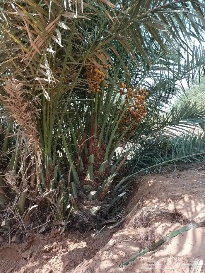 متوجدين في حايل 3