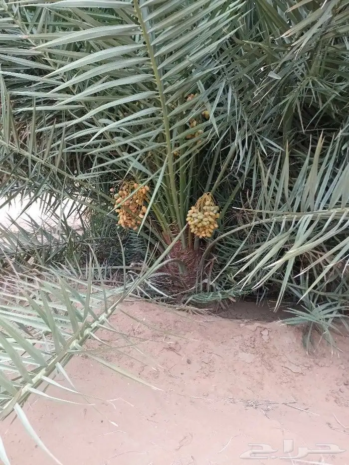 متوجدين في حايل 5