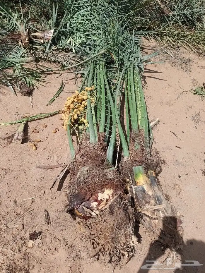 متوجدين في حايل 2