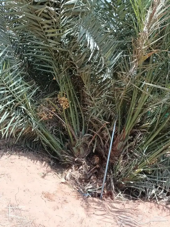 متوجدين في حايل 1