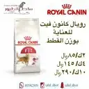 اغراض ومستلزمات قطط هملايا شكتش شيرازي امريكي 16