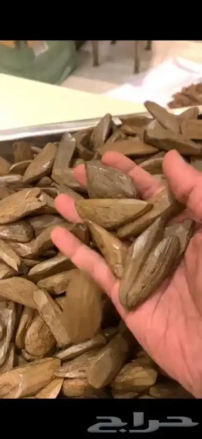 عود مروكي طبيعي محسن بيووور 4