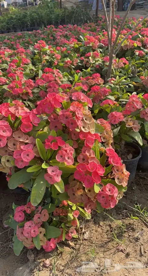 مشتل التكامل الاخضر الزراعي 0533351329 0