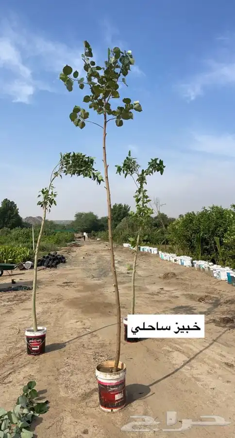مشتل التكامل الاخضر الزراعي 0533351329 4