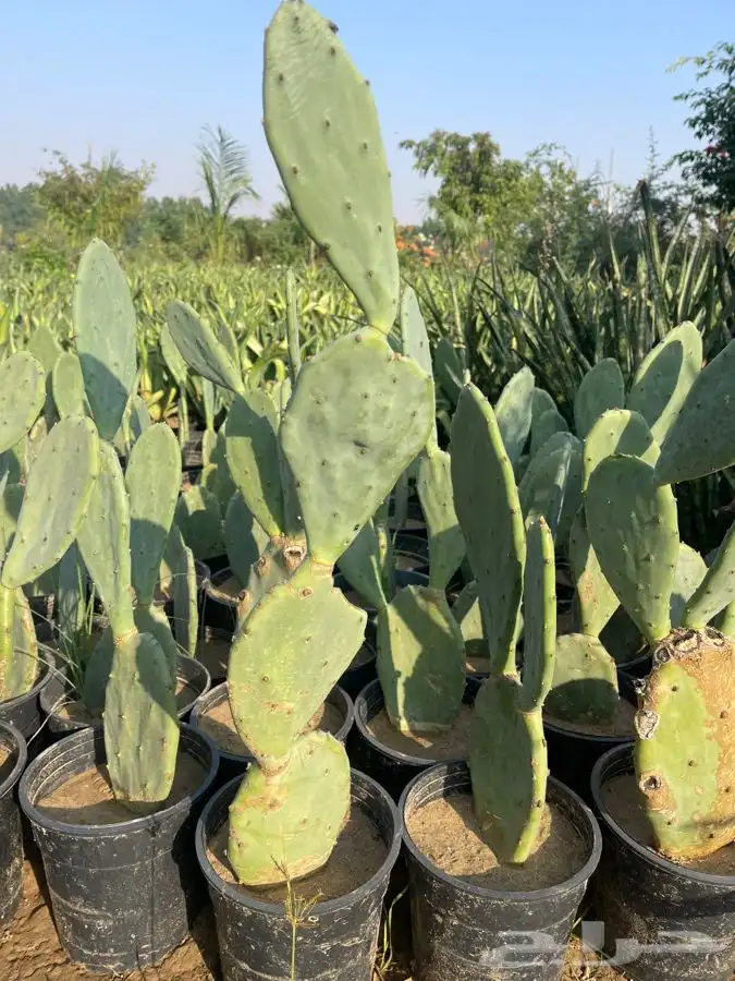 مشتل التكامل الاخضر الزراعي 0533351329 2